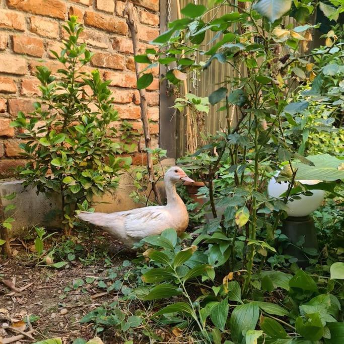 Mansarda Boema, Gradina De Basm Villa Bükreş Dış mekan fotoğraf